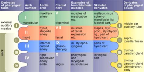 Branchial Pouch Derivatives