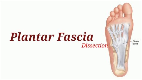 Plantar Fascia Diagram