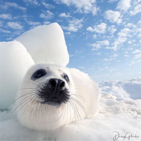 Daisy Gilardini on Instagram: “Photo by @DaisyGilardini | Harp seals, also known as Greenlandic ...