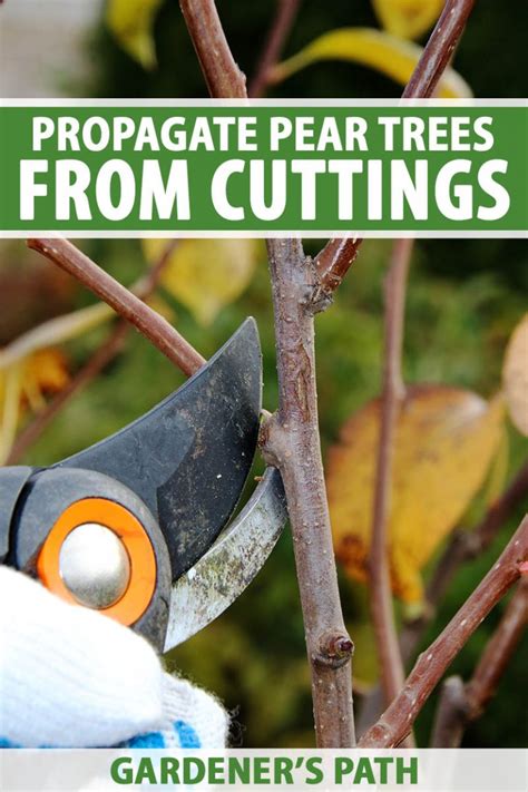 How to Propagate Pear Trees from Cuttings | Gardener’s Path