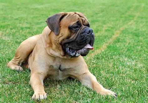 English Mastiff Dog Breed Information: History, Traits