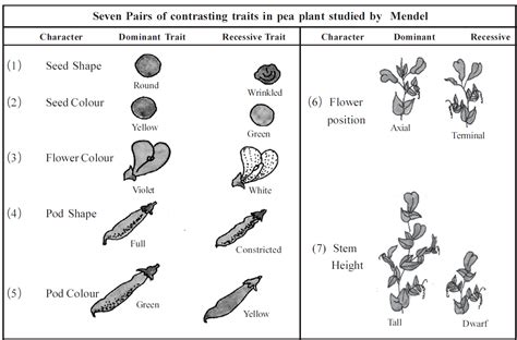 Seven pairs of contrasting traits in pea plant studied by Mendel