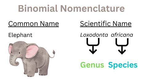 Binomial Nomenclature - Rules, Significance & Examples » BIOLOGY TEACH