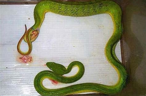 Unprecedented Discovery: Scientists Stunned by Rare Snakes' Unusual Eggs (video)