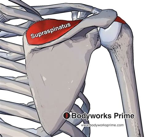 Supraspinatus Muscle Anatomy - Bodyworks Prime