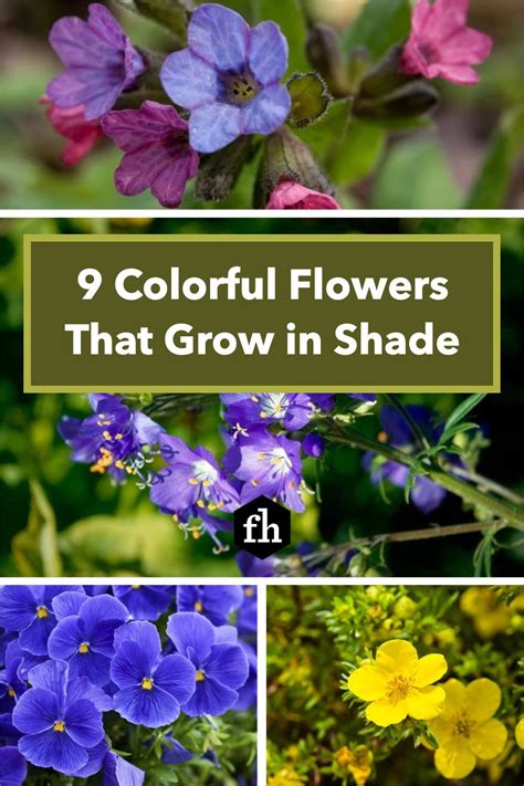 10 Colorful Flowers That Grow in Shade | Shade flowers, Showy flowers, Purple perennials