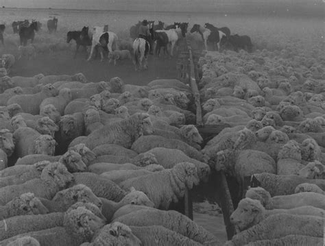 Cattle And Sheep Droving, Australia | Jeff Carter, Aust