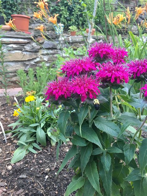 Top 15 Perennials That Thrive in Pots