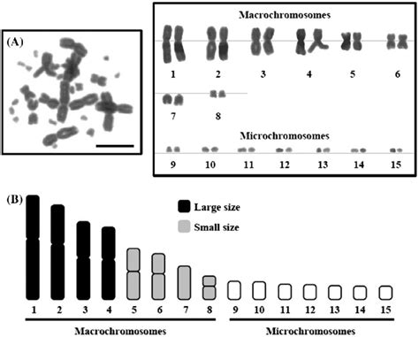 metaphase chromosome plate and karyotype (a) of female Jarujinia ...