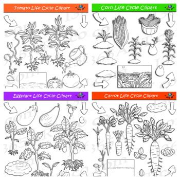 Vegetable Life Cycle Clipart Bundle #1 by I 365 Art - Clipart 4 School