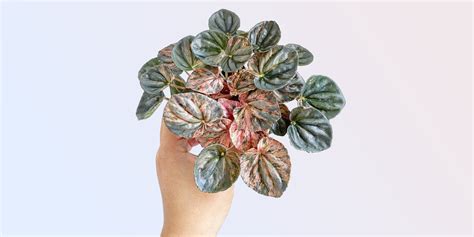 How to Grow Peperomia Caperata Indoors | Plantcarefully