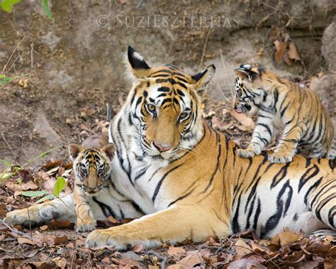 Tiger Mom and Cubs Photo - Baby Animal Prints by Suzi