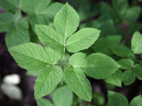 Ground Elder - A Foraging Guide to Its Food, Medicine and Other Uses