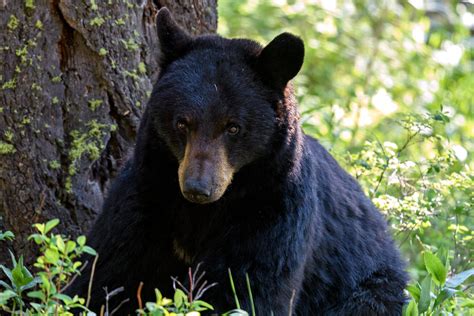 A Sad Tale of Photographing in Yellowstone