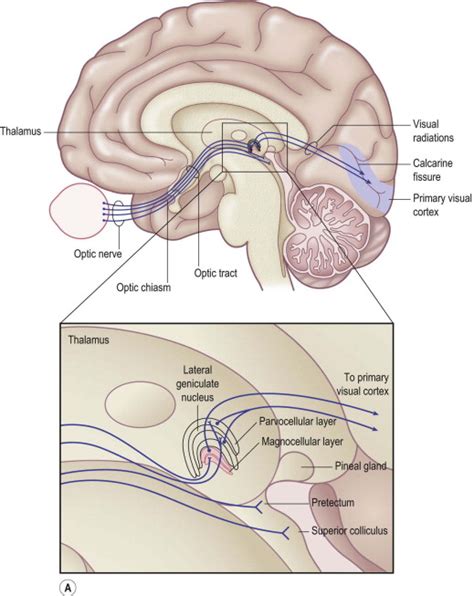 Processing in the Lateral Geniculate Nucleus (LGN) | Ento Key