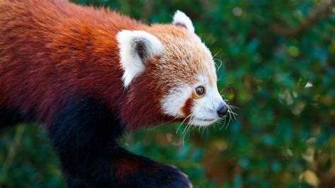 Red panda | Auckland Zoo