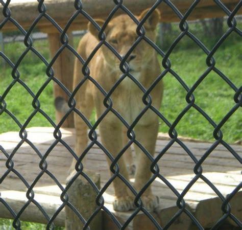 Female Lion at Magnetic Hill Zoo, Moncton, NB. | Female lion, Moncton, Zoo