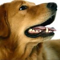 Golden Retriever Rescue ― ADOPTIONS