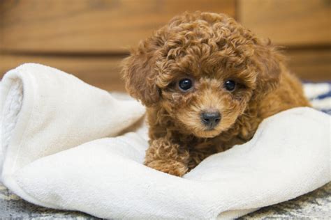 Toy Poodle Breeders In Ontario: Top 7 Choices