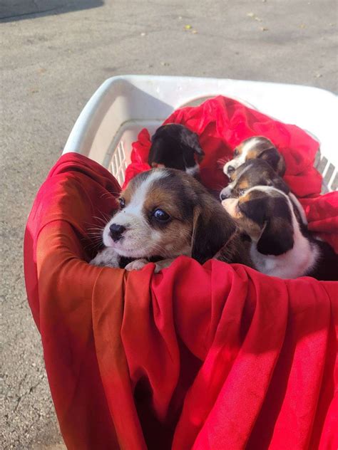 male beagle pups