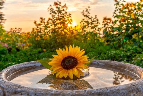 Sunflower Sunrise taken 8/10/2018 | Jay Olson Photography