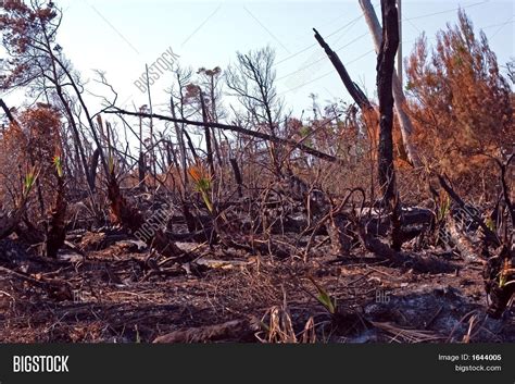 Forest Fire Aftermath Image & Photo (Free Trial) | Bigstock