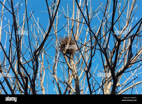 Black Bird / Thrush nest Stock Photo - Alamy