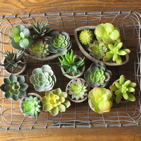 Small Succulent in Planter Randomly Picked Set of 5 – RusticReach