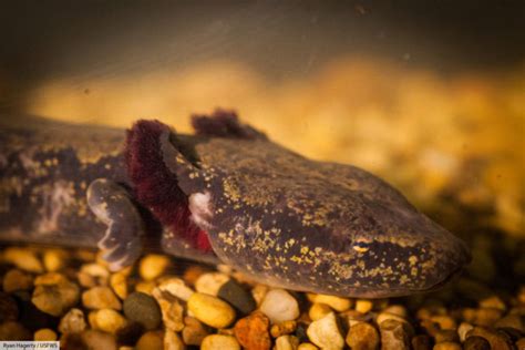 Common Mudpuppy Facts, Pictures & Info. North American Amphibian