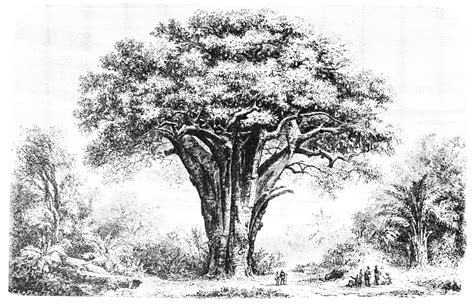 Baobab Tree Drawing at PaintingValley.com | Explore collection of Baobab Tree Drawing