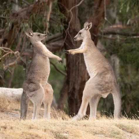 Kangaroo Fight GIF - Kangaroo Fight Battle - Discover & Share GIFs