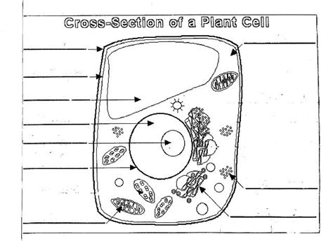 [DIAGRAM] Plant Cell Diagram Blank Worksheet - MYDIAGRAM.ONLINE