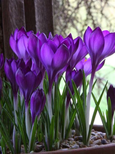 Crocus - Early Spring Blooms, perennial bulbs | Dreaming Gardens