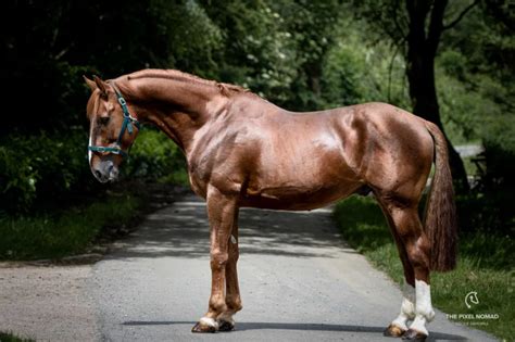 Irish Draught Horse — The Pixel Nomad | Irish draft horse, Irish sport ...