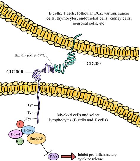 The broadly expressed CD200 glycoprotein predominantly interacts with ...