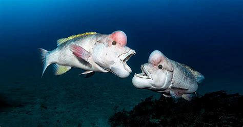 (Kobudai) Asian Sheepshead Wrasse Facts: They Change Gender from Females to Males - Odd Facts