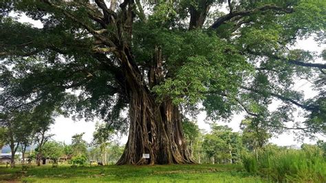 The 1,300+ year old balete tree in Canlaon City, Philippines. [5392×2988] [OC] : EarthPorn ...