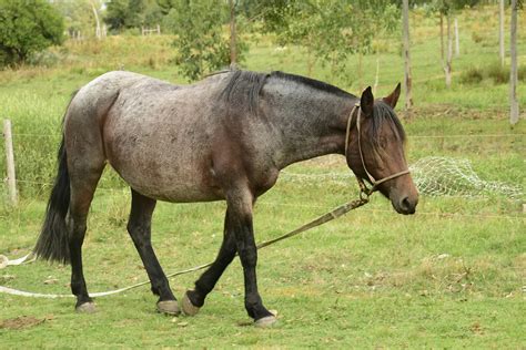 What color is this mare? Bay roan? | The Horse Forum