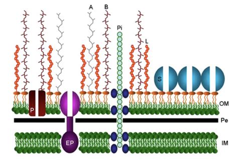 Bacteroides fragilis: Commensal yet Pathogenic - microbewiki