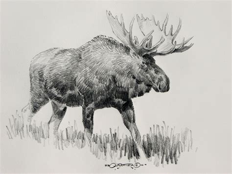 Pin by Farnoth Glen on sketchbook | Wildlife art, Pencil drawings of animals, Moose pictures