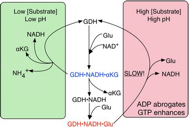 Schematic diagram of glutamate dehydrogenase catalysis. Under high... | Download Scientific Diagram