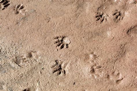 Squirrel Tracks | Huellas de animales, Huellas, Animales