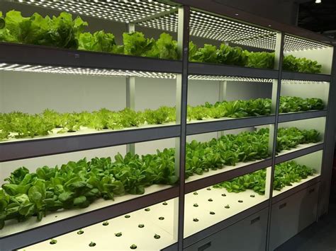 Indoor hydroponic farm Almirah – L – Hydroponics Systems for Home, School, Office & Restaurants ...