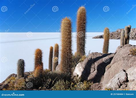 Island with Cactus Salar De Uyuni Stock Photo - Image of altitude ...