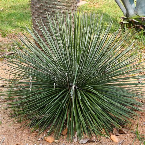 Plants of Agave - AGAVE GEMINIFLORA - The Original Garden