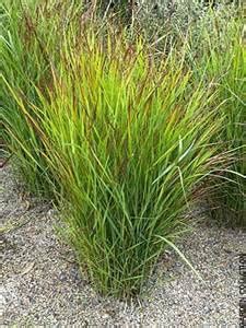 Shenandoah Switch Grass | NWA Plants Inc