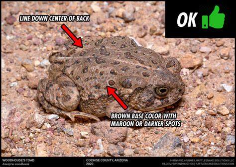 Dangerously Toxic Toads – How to Identify them and What To Do - Rattlesnake Solutions