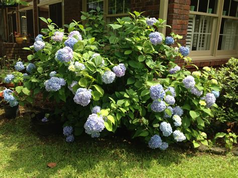 French hydrangeas | French hydrangea, Hydrangea, Flowers