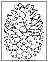 Pine Cone Coloring Pages Free Printable Designs  Sheets For sketch template