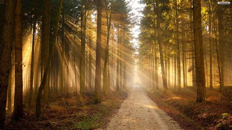 Sunny Forest Wallpapers - Top Free Sunny Forest Backgrounds - WallpaperAccess